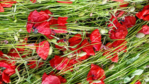 Close-up of leaves on field