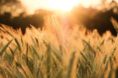 Close-up of wheat growing on field against bright sun