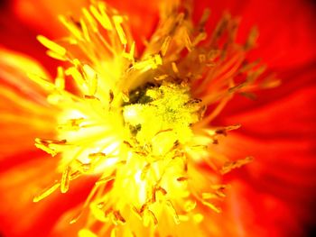 Full frame shot of orange flower