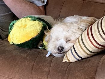 Portrait of dog relaxing on sofa at home