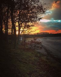 Silhouette trees on field against sky at sunset