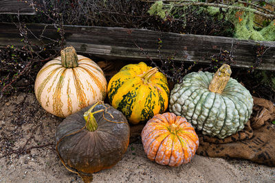 Group of decorative hybrid pumpkins in natural autumn colors on ground near rustic wood rail fence