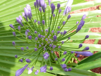 Close-up of purple flowers