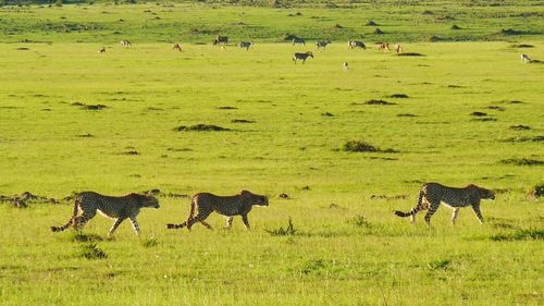 Horses in a field