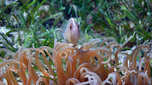 Close-up of fish swimming in sea