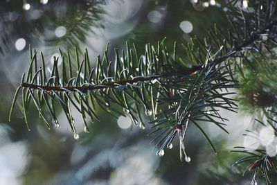 Close-up of christmas tree in water