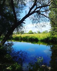 Reflection of trees in calm lake