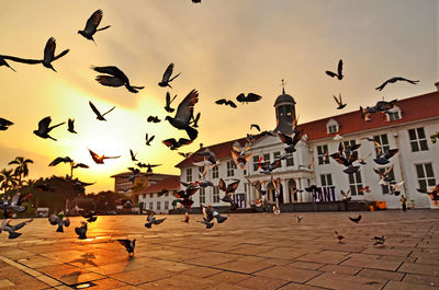 Flock of birds flying in city