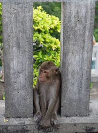 Monkey on tree trunk