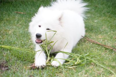 White dog on field