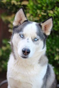 Close-up portrait of dog