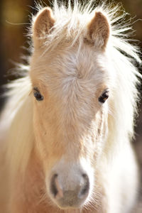 Close-up of a horse