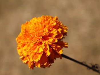 Close-up of orange marigold flower