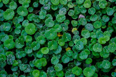 Full frame shot of leaves