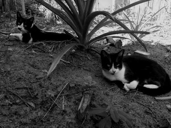 Portrait of cat sitting on potted plant