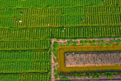 High angle view of agricultural field