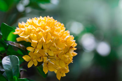 Close-up of yellow flowering plant