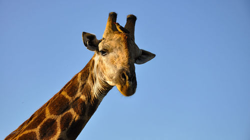 Low angle view of giraffe against clear sky