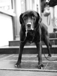 Close-up portrait of dog