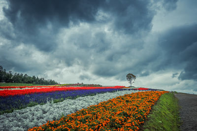 Scenic view of flowering plants on land against sky