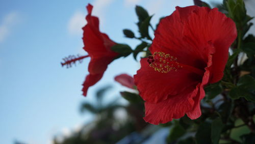 Close-up of red flower against sky