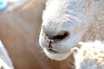 Close-up of a horse