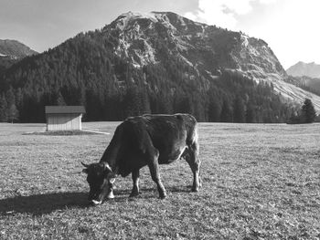 Cow in a field