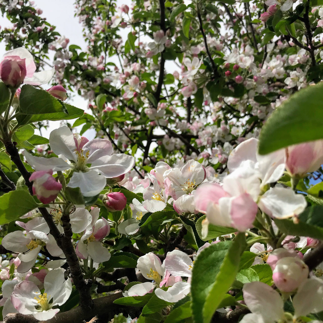 CLOSE-UP OF PINK CHERRY BLOSSOM