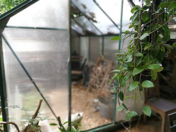 Close-up of plant in greenhouse