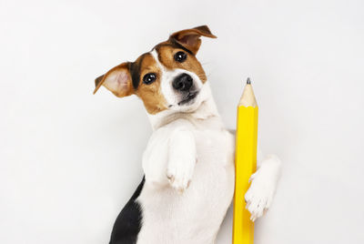 Portrait of white dog over white background