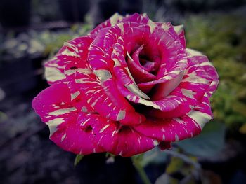 Close-up of water drops on red flower