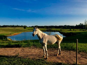 Horse standing in a field