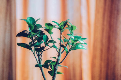 Close up view of bonsai plant with orange background