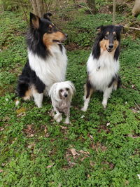 High angle view of dogs on field