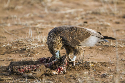 Close-up of eagle eating