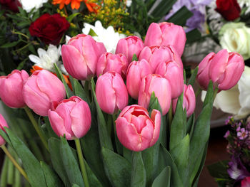 Close-up of pink flowers blooming in garden