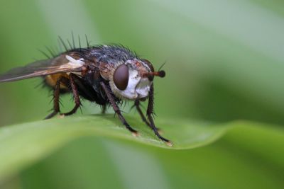 Close-up of fly on leaf