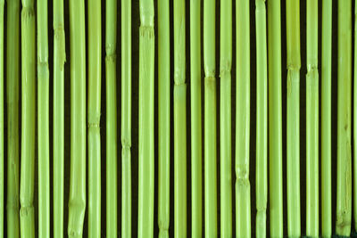 Full frame shot of bamboo plants