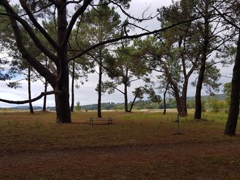 Trees on field against sky