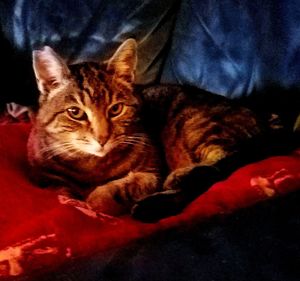 Close-up portrait of cat on bed