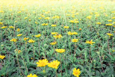 Yellow flowering plants on field