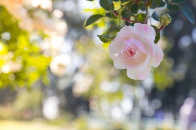 Pink and white flower in the foreground on the top and right-hand side and background is blurred