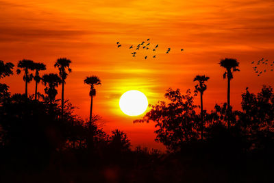 Silhouette birds against orange sky
