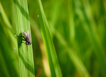 Close-up of insect on grass