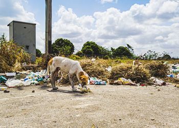 View of an abandoned dog on the road