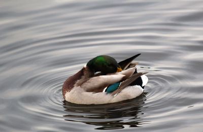 Duck swimming in lake