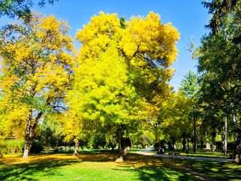 Trees in park during autumn