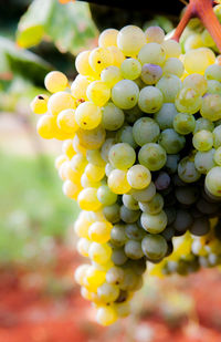 Close-up of grapes