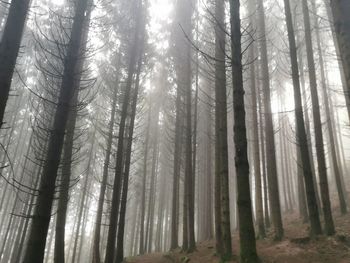 Low angle view of sunlight streaming through trees in forest