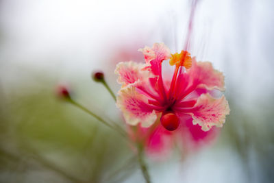 Close-up of pink flower